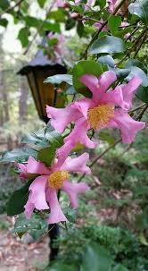 Camellia Sasanqua Cleopatra Beautiful Pink Flowers Flower Garden Flowers