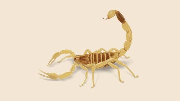 Gold Scorpions - Deathstalker Scorpion | Orkin