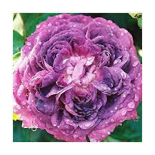 La fleur de la pivoine arbustive est une des merveilles de la nature. Rosier Arbustif Reine Des Violettes Achat Direct Au Producteur