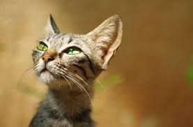 Photo and description of the breed. Cat Breeds With Big Ears The Great List To Choose From