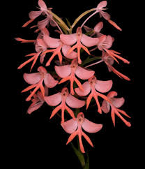 Image result for Neobolusia