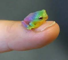 Having A Bad Day Have A Tiny Rainbow Frog Frog Cute Frogs Baby Frog