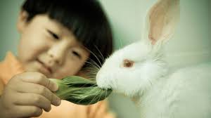 Stressed pets: Reducing their anxiety now and when you go back to work