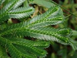 Image result for Selago cecilae