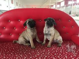 Satilik Pug Mops Yavrulari Club K9 Kopek Ciftligi Ve Binicilik Merkezi Binicilik