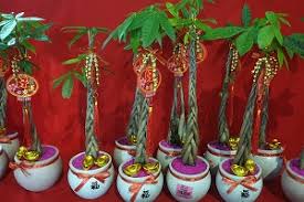 Money trees are very hardy and are not susceptible to bugs in general, however, if whitefly or aphids invade, combat them with a solution of dish soap and warm water. How To Place The Infamous Money Tree Plant Pachira Aquatica Fengshuied
