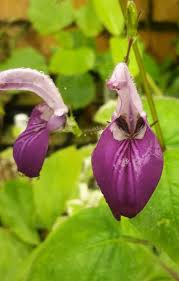 Image result for Brillantaisia cicatricosa