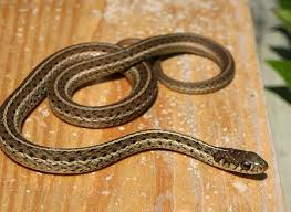 Venomous snakes typically have broad, triangular heads. Reptiles Archives Town Of Kiawah Island