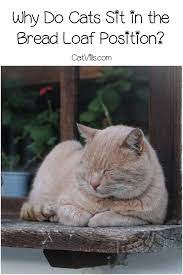 Why Do Cats Sit In The Bread Loaf Position Cat Sitting Cats Cat Bread