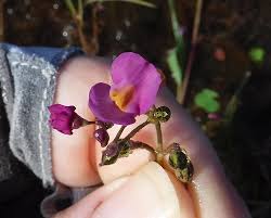 Image result for Lentibulariaceae