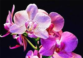 Phalaenopsis Orchid Plant Indoor Desktop Flowers When Flowering Butterfly Orchid Seedlings About 100 Seeds Bag Phalaenopsis Orchid Orchids Plants
