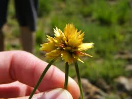 Image result for Helichrysum cephaloideum