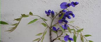 Image result for Abutilon englerianum