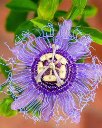 Image result for Passiflora edulis