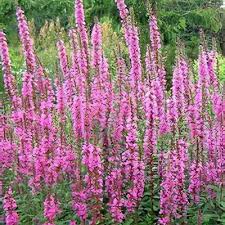 Image result for Lythrum rotundifolium