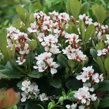 Image result for Rhaptopetalum