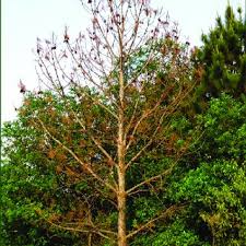 Image result for Acacia tenuispina