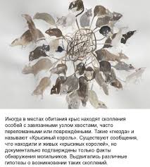Крысиный король — мифическое животное, упоминаемое в европейских сказаниях. Krysinyj Korol Neobychnoe Yavlenie Kotoromu Net Nauchnogo Obyasneniya 11 Foto Misteriya