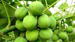 Ia juga dikenali dengan nama pokok jarak belanda. Mitos Fakta Tanaman Jarak Mampu Perbesar Organ Intim Pria
