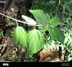 Image result for Pouzolzia mixta