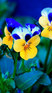 Check spelling or type a new query. Wallpaper Yellow And Blue Flowers 1920x1200 Hd Picture Image