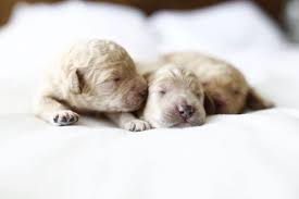 If you are unable to find your companion in our dogs for adoption sections, please consider looking thru the directory of rescue organizations, to see if they have any current dogs for adoption listings. Crockett Doodles Family Raised Doodle Puppies For Sale
