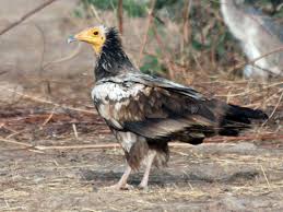 Headed vulture in india slowed since the 2006 ban on. Egyptian Vulture Ebird