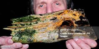 98 Alligator Skull Stock Photos, High-Res Pictures, and Images