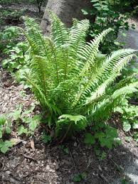 Image result for Polystichum