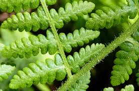 Image result for Hypolepis