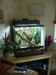 White Tree Frog Terrarium Reptile Forums Tree Frog Terrarium Frog Terrarium Tree Frogs