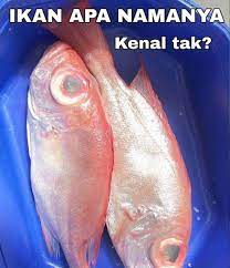 Pada akhir januari lalu, kecoh satu dunia dan pelbagai media sosial. Pin Auf 10 12 Rojak