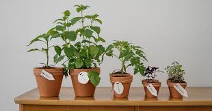 The best edible flowers to grow… and how to eat them. Seven Edible Plants You Can Grow In Your Apartment