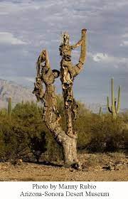 What features help the saguaro cactus live in its 4. Life On A Dead Saguaro Arizona Daily Independent
