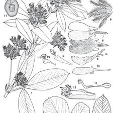 Image result for Eriosema rhynchosioides