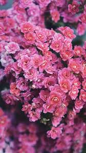 Pin On Preppy Iphone Wallpapers