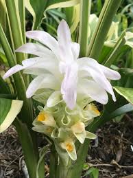 Image result for Curcuma longa