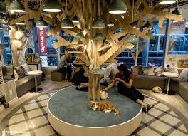 Cat cafe mocha, harajuku is located in shibuya. Top 10 Things To Do And See In Tokyo Places To See In Your Lifetime