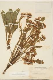 Image result for Senecio cryphiactis