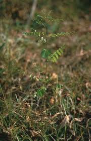Image result for Phyllanthus parvus