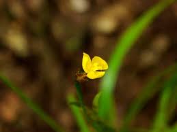 Image result for Xyris capensis