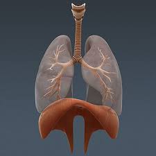 Human Respiratory System And Skeleton Anatomy 3d Model Human Respiratory System Respiratory System Respiratory System Anatomy