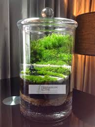 Terrarium Scene Terrarium Scene Terrarium Plant In Glass