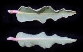 Image result for Jatropha botswanica