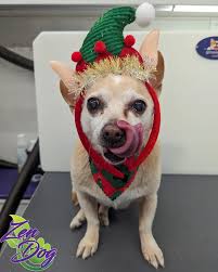 Zen Dog Mobile Groom Spa