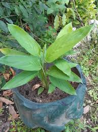 Image result for Maranta arundinacea