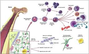 5 Hematopoietic Stem Cells Stemcells Nih Gov