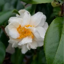 Silver anniversary glossy abelia will grow to be about 30 inches tall at maturity, with a spread of 4 feet. Camellia Japonica Silver Anniversary X 3 Litre