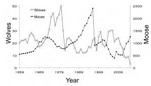 Wolf Population On Isle Royale Drops To 3 Lowest Ever