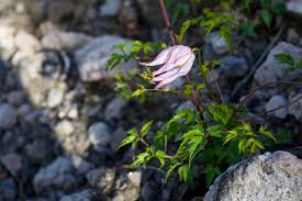 Image result for Clematis commutata